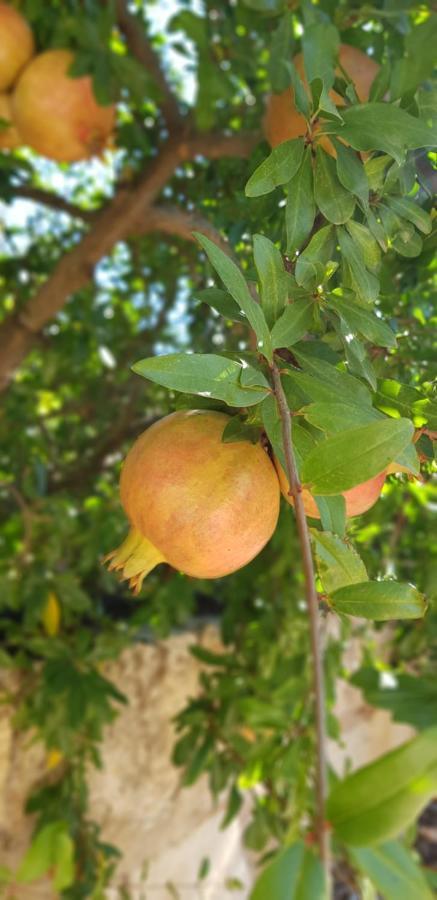 Finca Sa Cova De Mallorca Sencelles Buitenkant foto