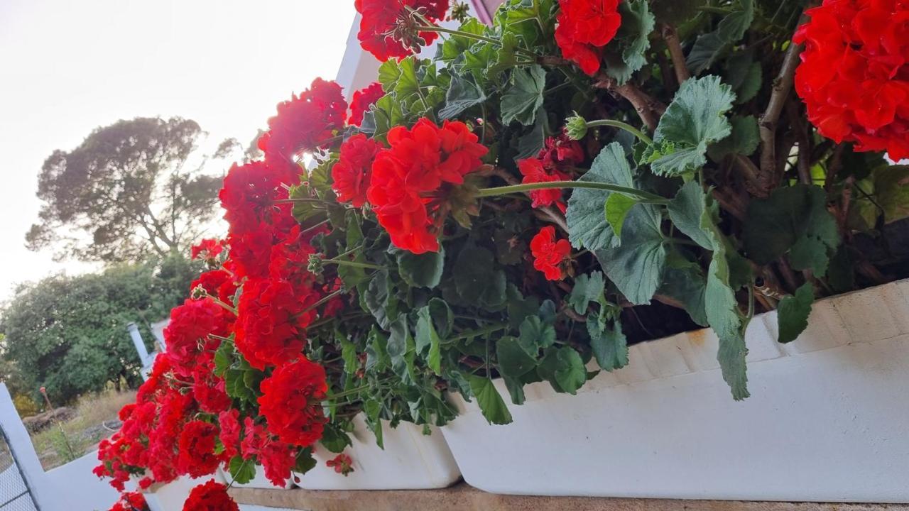 Finca Sa Cova De Mallorca Sencelles Buitenkant foto