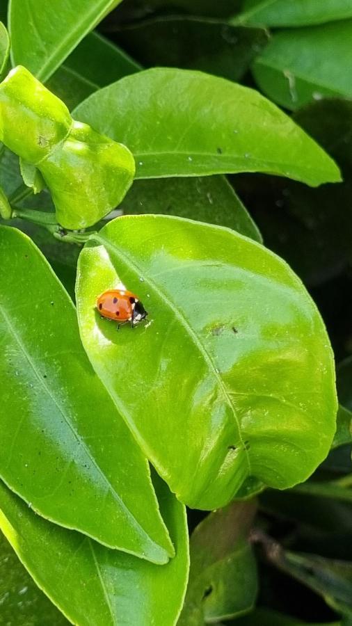 Finca Sa Cova De Mallorca Sencelles Buitenkant foto