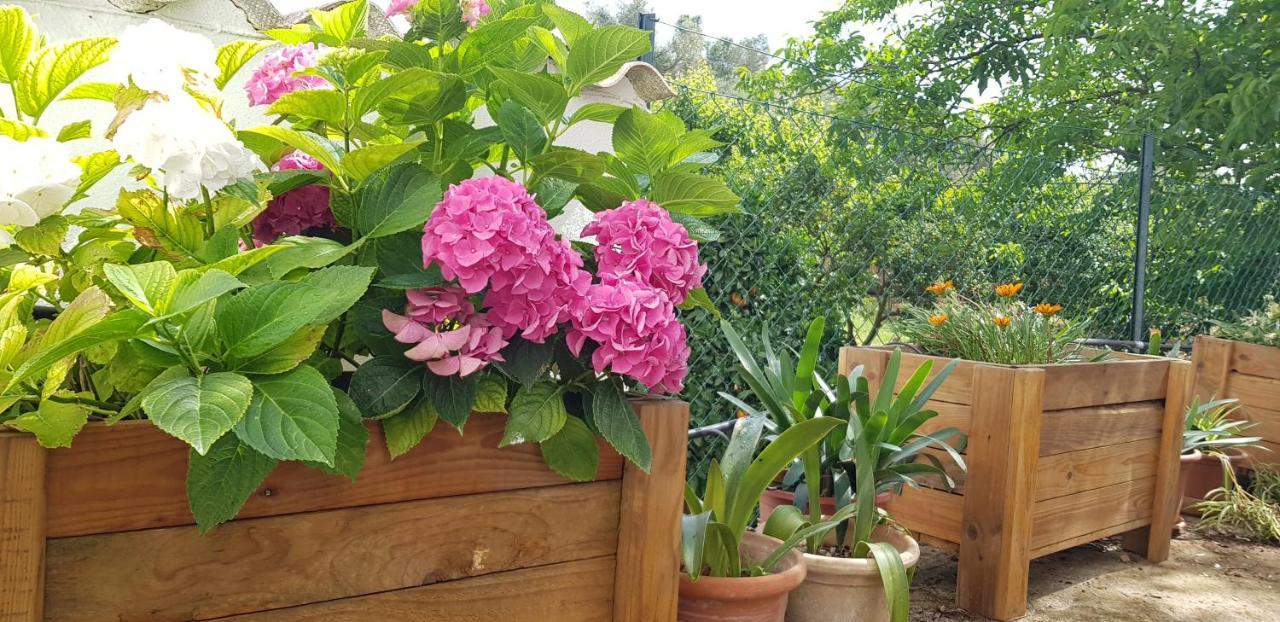 Finca Sa Cova De Mallorca Sencelles Buitenkant foto