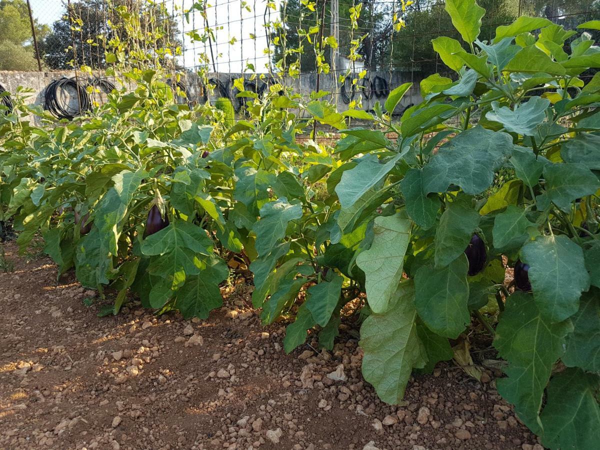 Finca Sa Cova De Mallorca Sencelles Buitenkant foto