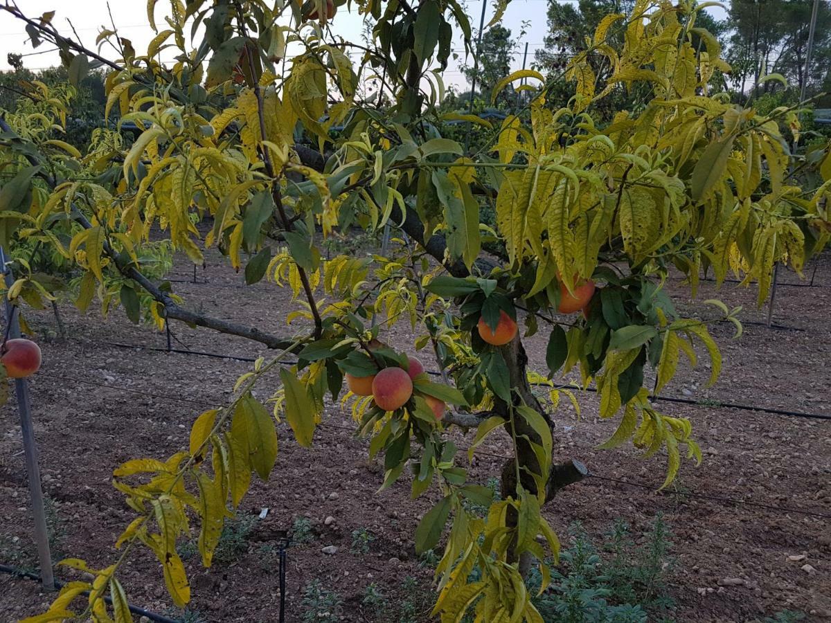Finca Sa Cova De Mallorca Sencelles Buitenkant foto