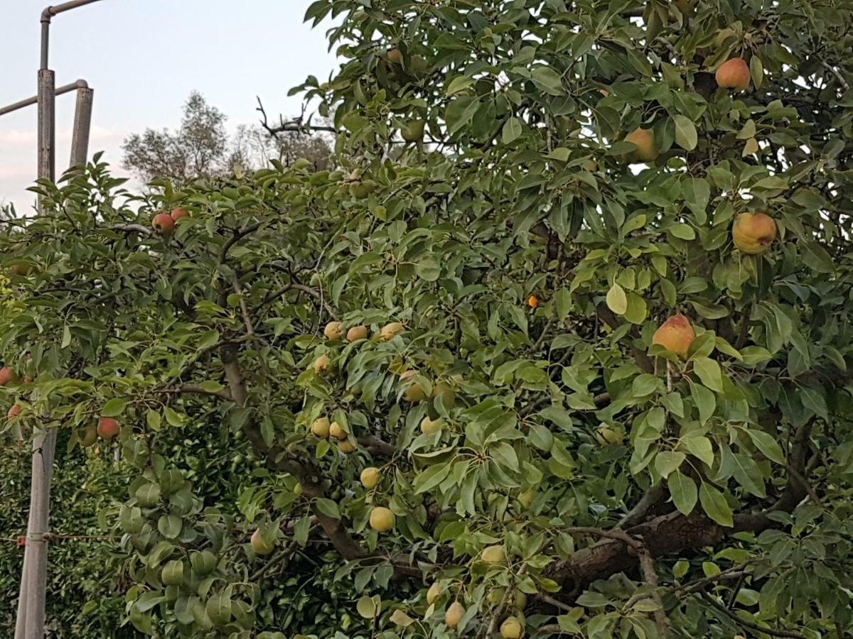 Finca Sa Cova De Mallorca Sencelles Buitenkant foto