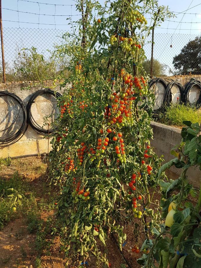 Finca Sa Cova De Mallorca Sencelles Buitenkant foto