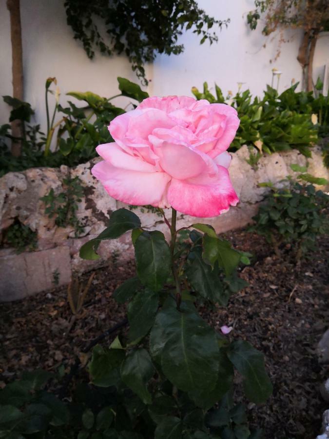 Finca Sa Cova De Mallorca Sencelles Buitenkant foto