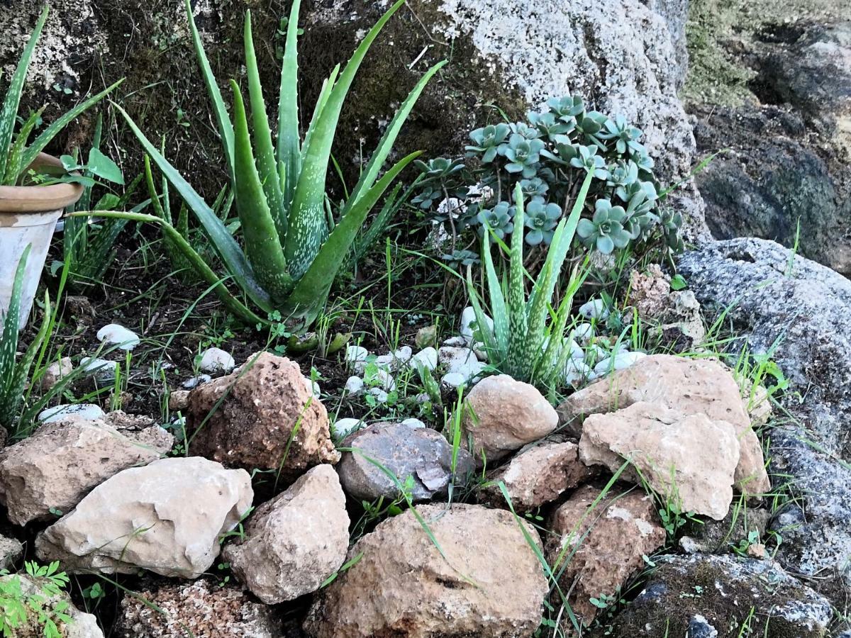 Finca Sa Cova De Mallorca Sencelles Buitenkant foto